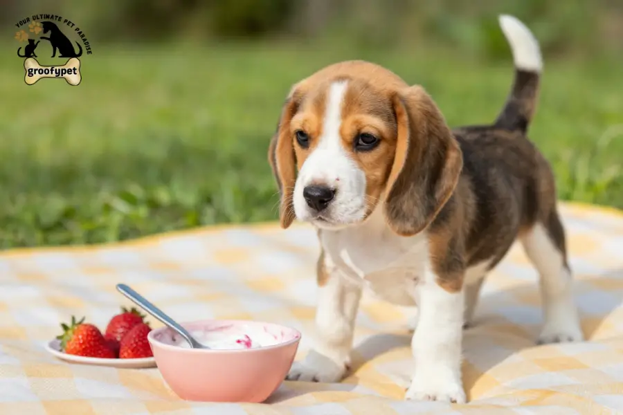can dogs eat strawberry yogurt