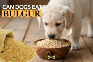 Can dogs eat bulgur