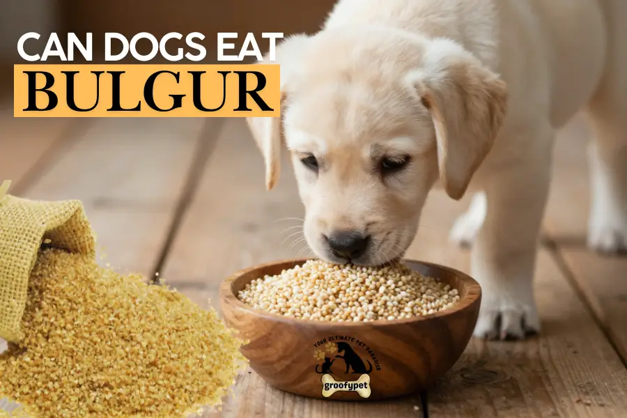 Can dogs eat bulgur
