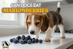 Can Dogs Eat Marionberries