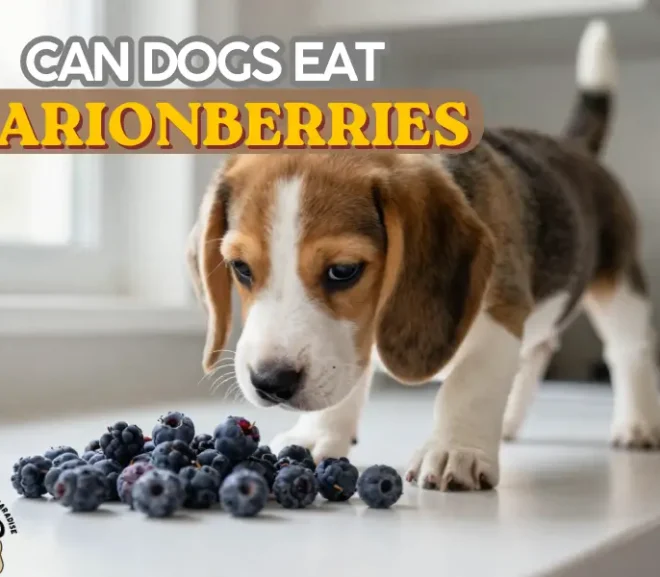Can Dogs Eat Marionberries? A Complete Guide for Dog Owners