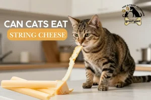 can cats eat string cheese