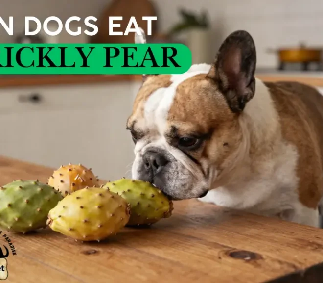 Can Dogs Eat Prickly Pear? Benefits, Risks, and Safe Feeding Guide