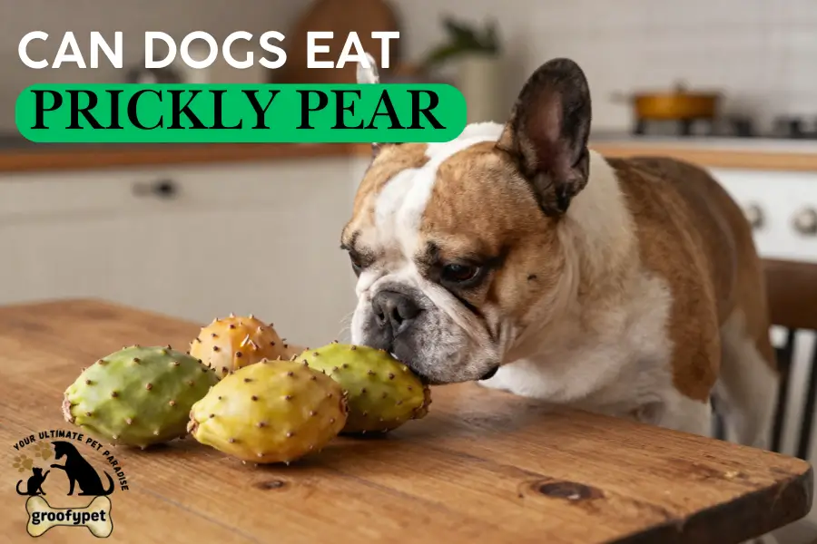 Can Dogs Eat Prickly Pear