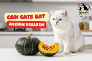can cats eat acorn squash