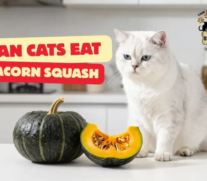 Can Cats Eat Acorn Squash? Benefits, Risks, and Safe Feeding Guide