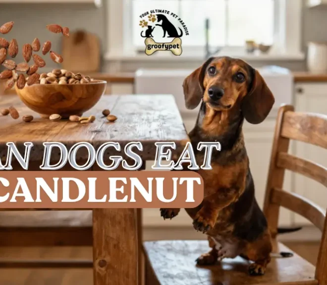 Can Dogs Eat Candlenut? Safety, Risks, and Vet Advice