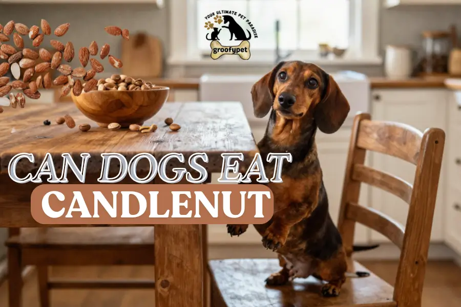Can dogs eat candlenut
