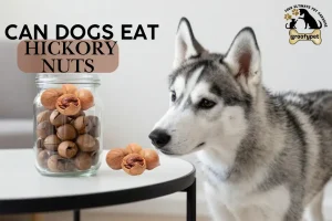 Can dogs eat hickory nuts?