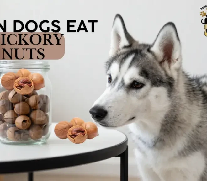 Can Dogs Eat Hickory Nuts? Benefits, Risks and Warning Signs
