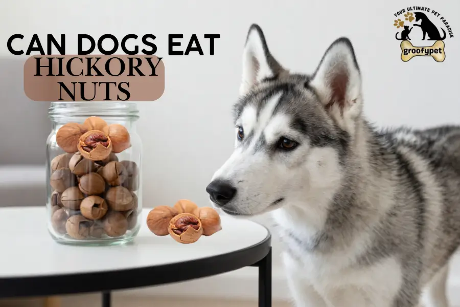 Can dogs eat hickory nuts?