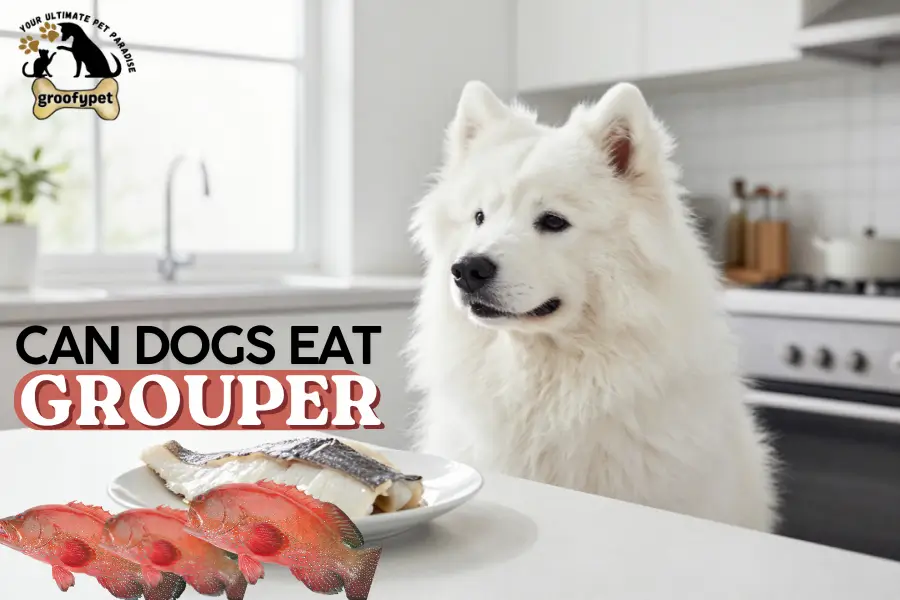 Can dogs eat grouper