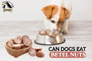 can dogs eat betel nuts
