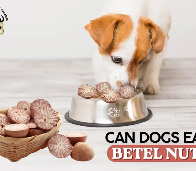 Can Dogs Eat Betel Nuts? Benefits, Risks, and Warnings!
