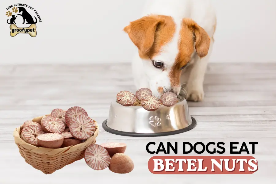can dogs eat betel nuts