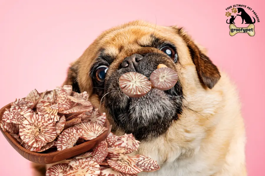can dogs eat betel nuts