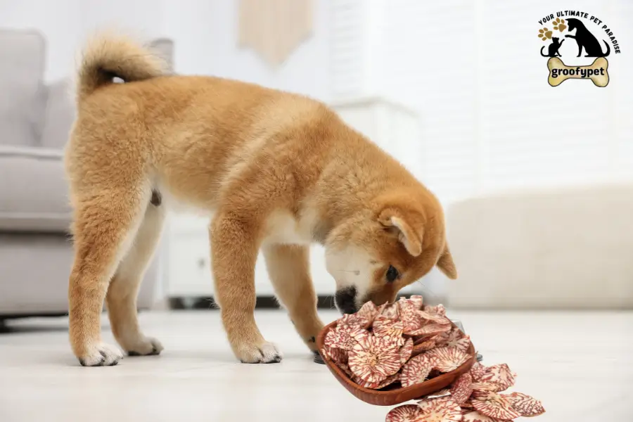 can dogs eat betel nuts