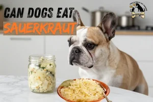 Can dogs eat sauerkraut