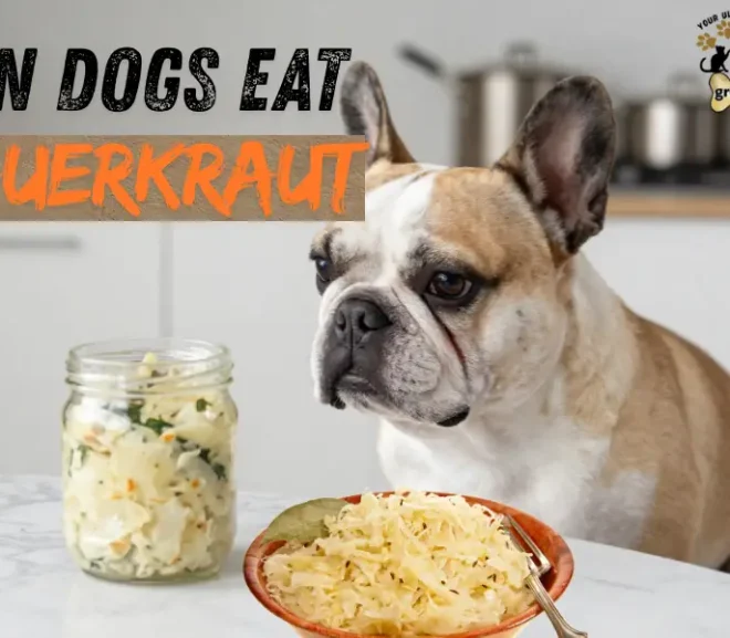 Can Dogs Eat Sauerkraut? Benefits, Risks, and Safe Alternatives