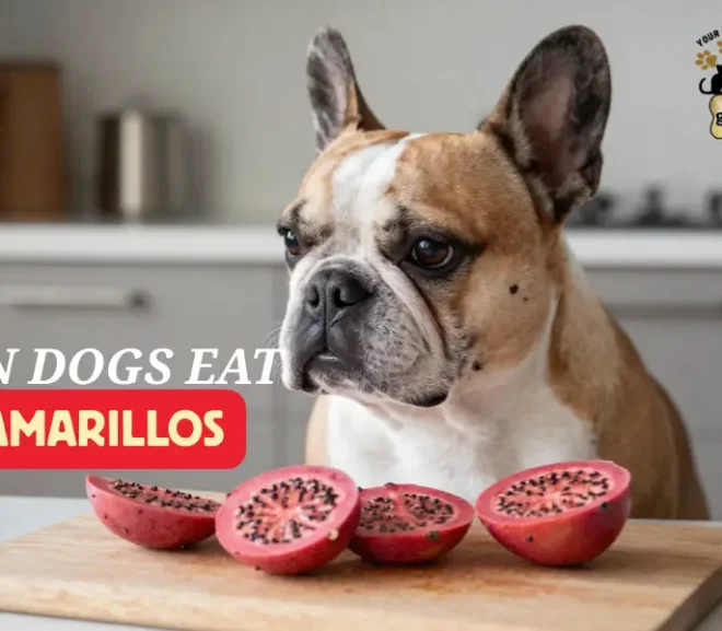 Can Dogs Eat Tamarillos? Benefits, Risks, and Safe Feeding Guide!