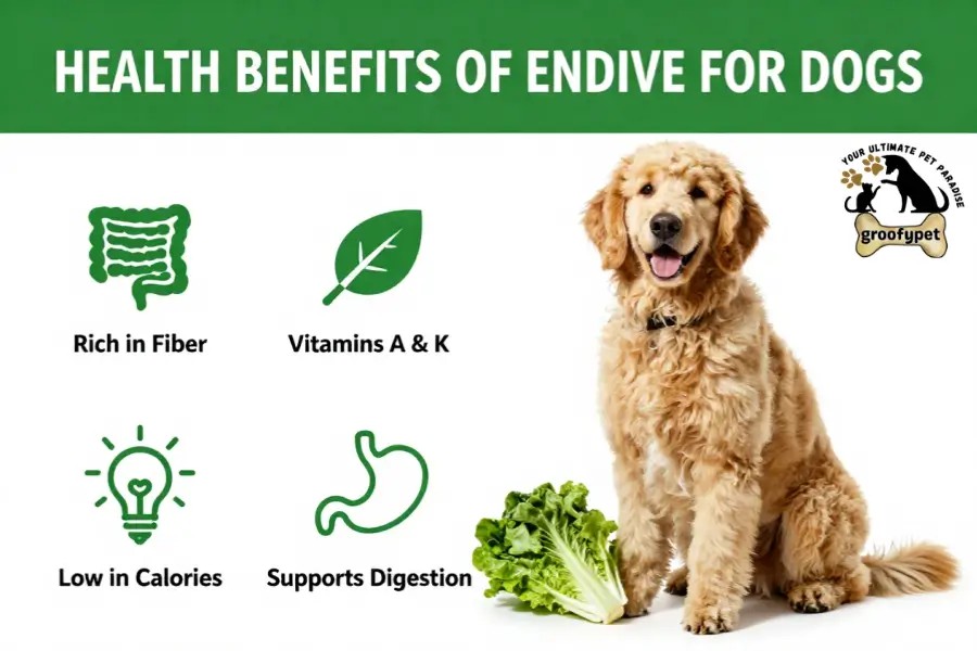 can dogs eat endive