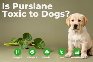 is purslane toxic to dogs