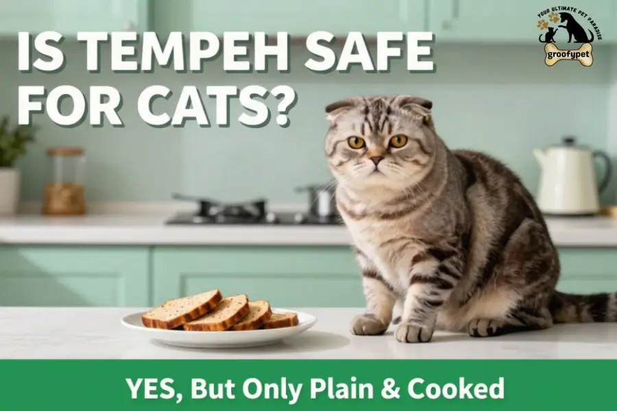 can cats eat tempeh