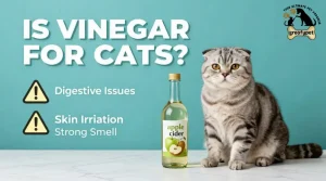 Is Vinegar Bad for Cats