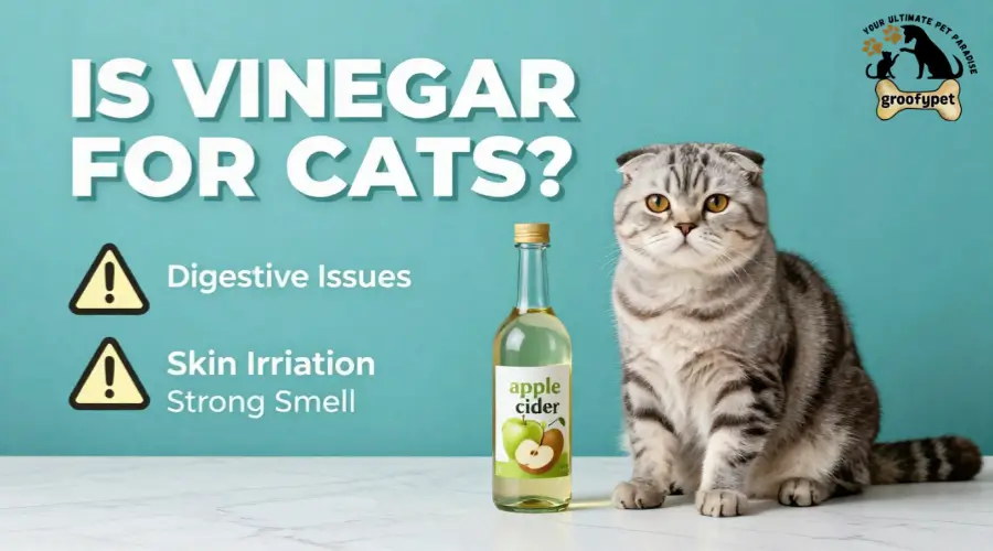 Is Vinegar Bad for Cats