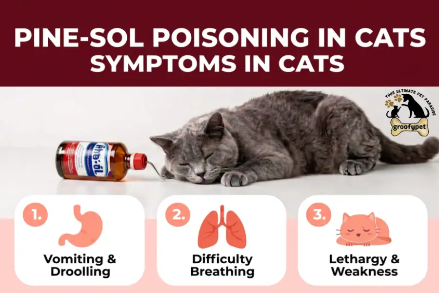 is pine sol safe for cats