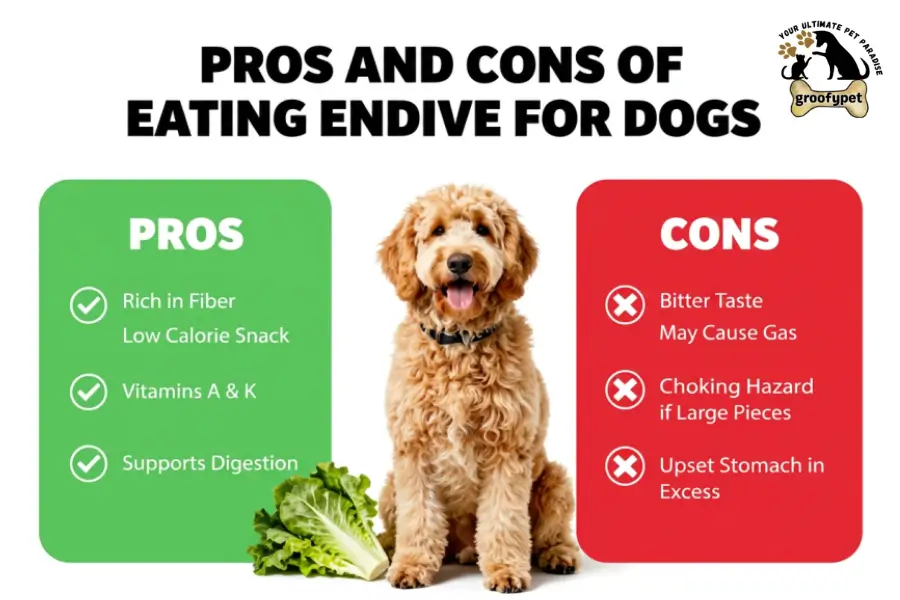 can dogs eat endive