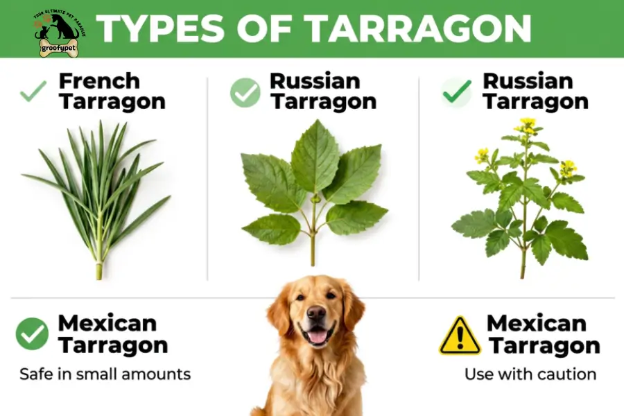 can dogs eat tarragon