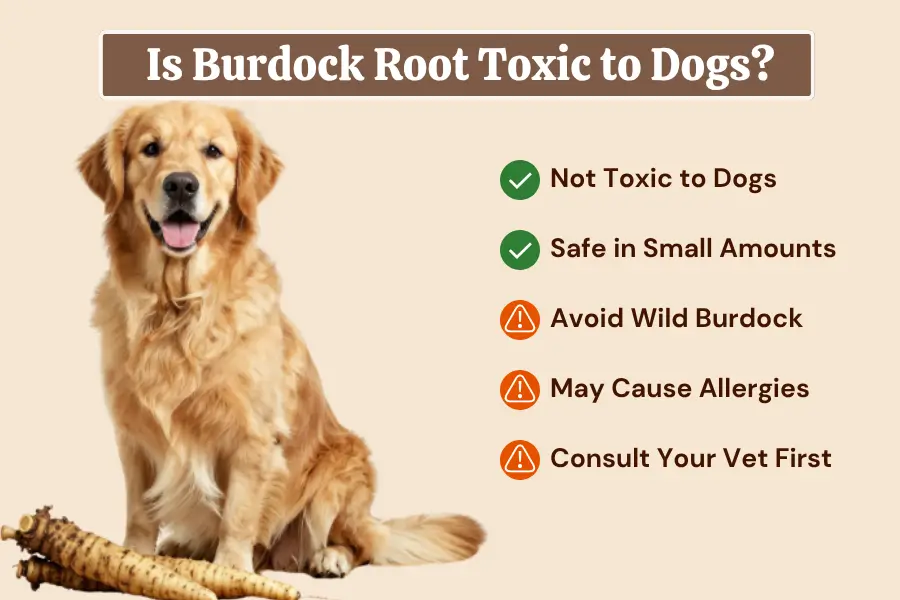 Can Dogs Eat burdock root