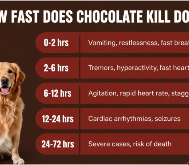 How Fast Does Chocolate Kill Dogs? Timeline, Doses & What to Do