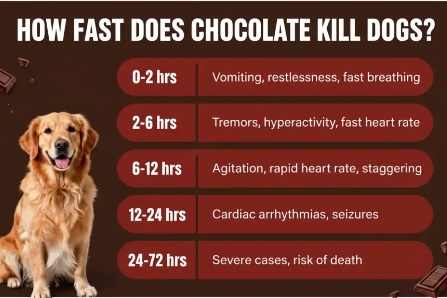 how fast does chocolate kill dogs