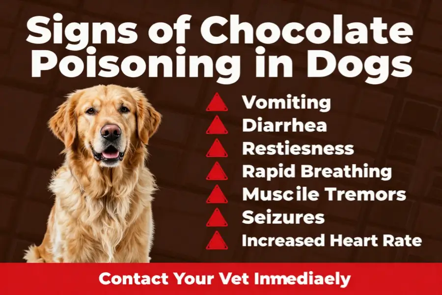 how fast does chocolate kill dogs