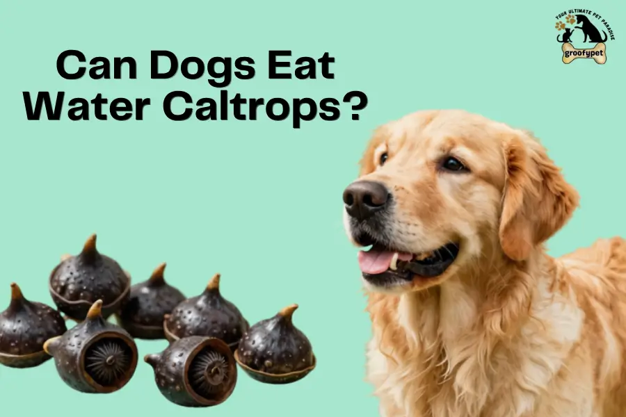 Can dogs eat water caltrops