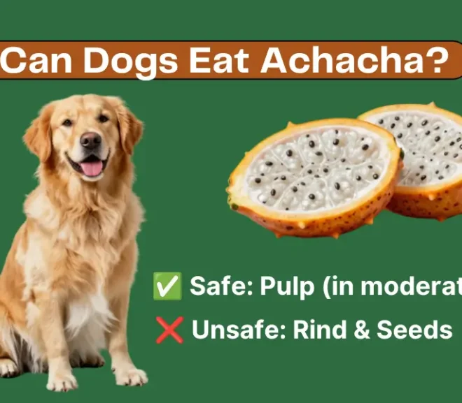 Can Dogs Eat Achacha? Benefits, Risks, and Feeding Guide