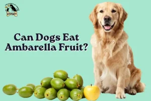 Can Dogs Eat Ambarella Fruit