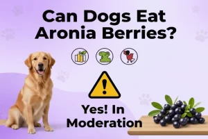 can dogs eat aronia berries