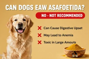 Can Dogs Eat Asafoetida
