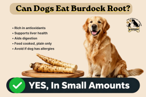 Can Dogs Eat burdock root
