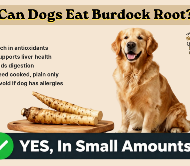 Can Dogs Eat Burdock Root?Benefits, Side Effects, and Serving Guide!