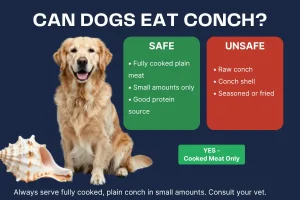 Can Dogs Eat Conch