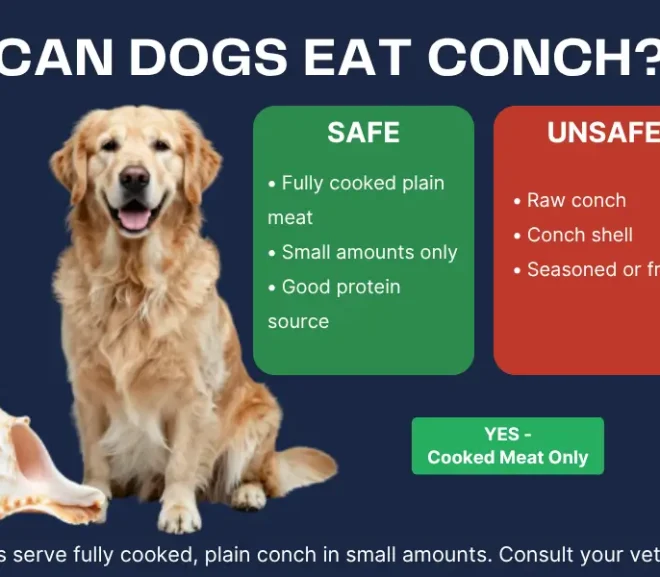 Can Dogs Eat Conch? Benefits, Risks and Feeding Guide