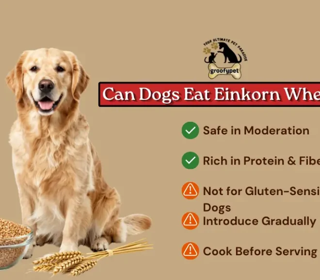 Can Dogs Eat Einkorn Wheat?Nutrition, Benefits and Risks