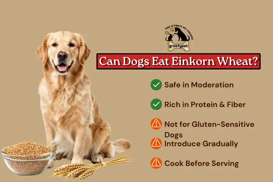 can dogs eat einkorn wheat