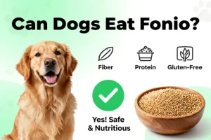 can dogs eat fonio