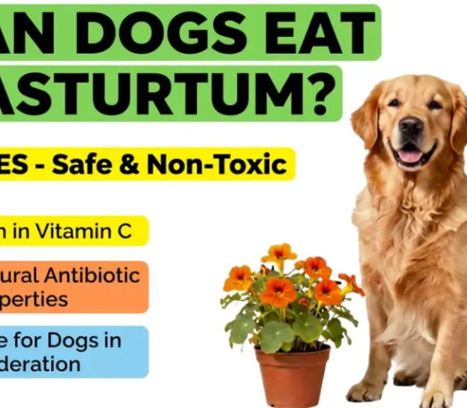 Can Dogs Eat Nasturtiums? Pros, Cons, and Healthy Alternatives