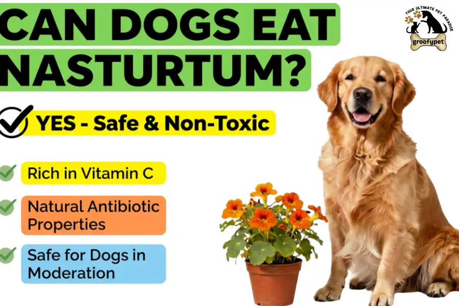 can dog eat nasturtium